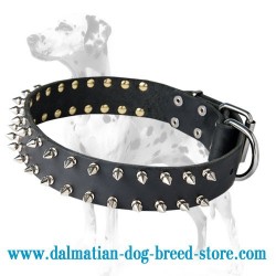 'Eye-catching Sure-Fit' Dalmatian Dog Collar
