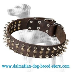 'Perfect Look' Dalmatian Dog Collar