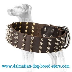'Top Paw Style' Dalmatian Dog Collar
