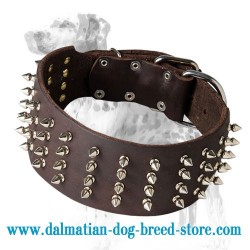'Gladiator' Spiked Dalmatian Dog Collar