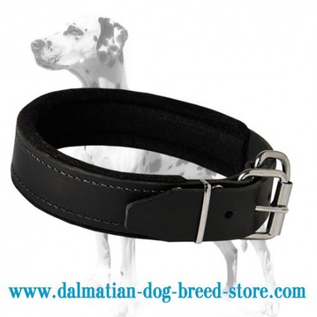 Multifunctional padded leather dog collar for Dalmatian breed