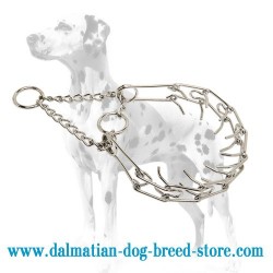 Dalmatian Dog Prong / Pinch Collar of Rustproof Steel