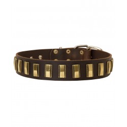 Leather dog collar with vertical brass plates for Dalmatian breed
