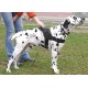 Super Durable Nylon Multi-purpose Dog Harness for Dalmatian Breed