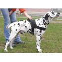 Super Durable Nylon Multi-purpose Dog Harness for Dalmatian Breed