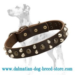 Leather dog collar with brass studs and nickel pyramids for fabulous look of your Dalmatian