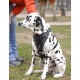Ultimate Comfort with Padded Leather Dog Harness for Dalmatian breed