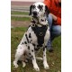 Posh Hand-crafted Padded Leather Dog Harness for Dalmatian breed