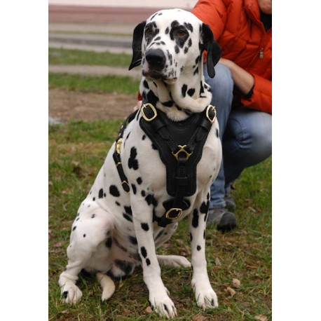 Posh Hand-crafted Padded Leather Dog Harness for Dalmatian breed