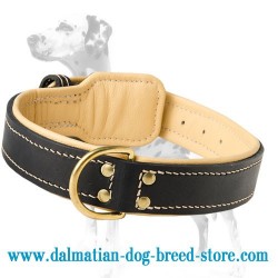 Dalmatian Breed Nappa Leather Padded Royal Dog Collar