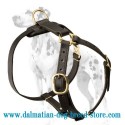 Dalmatian breed deluxe leather dog harness for tracking, training and walking