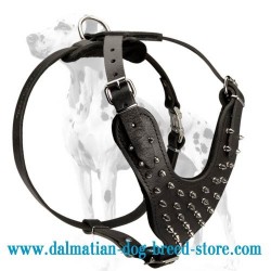 Elite Dalmatian Leather Spiked Harness