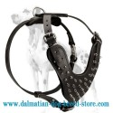 Elite Dalmatian Leather Spiked Harness